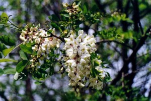 Miel d'acacia biologique
